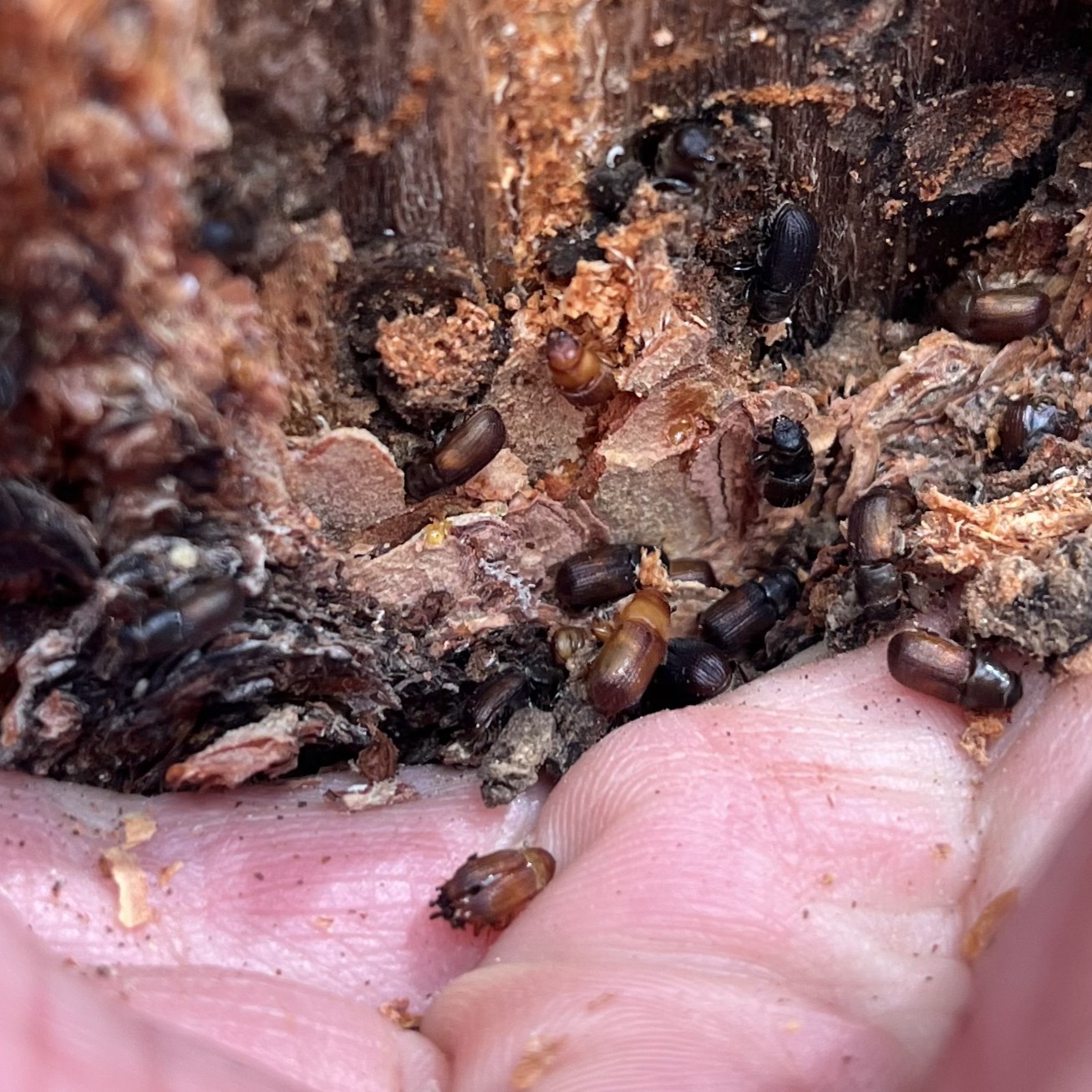 beetles