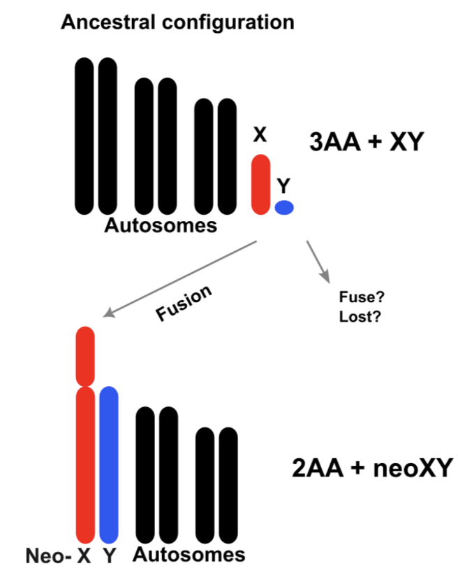 speciation
