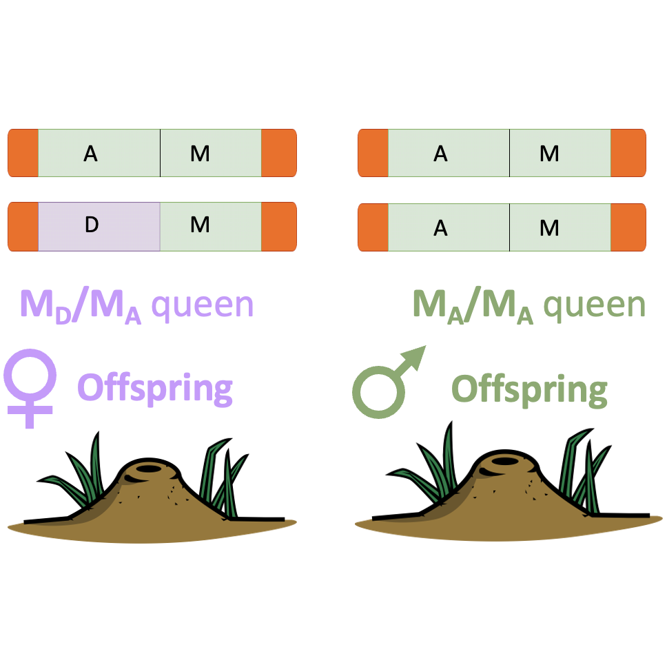 speciation